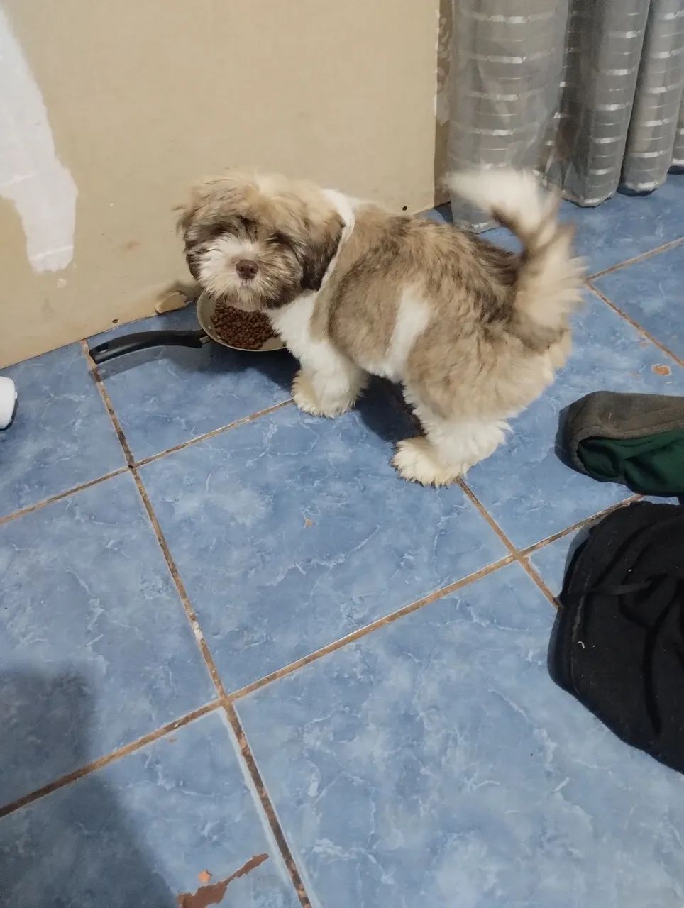 Cachorro Lhasa apso com shitzu - Foto 3