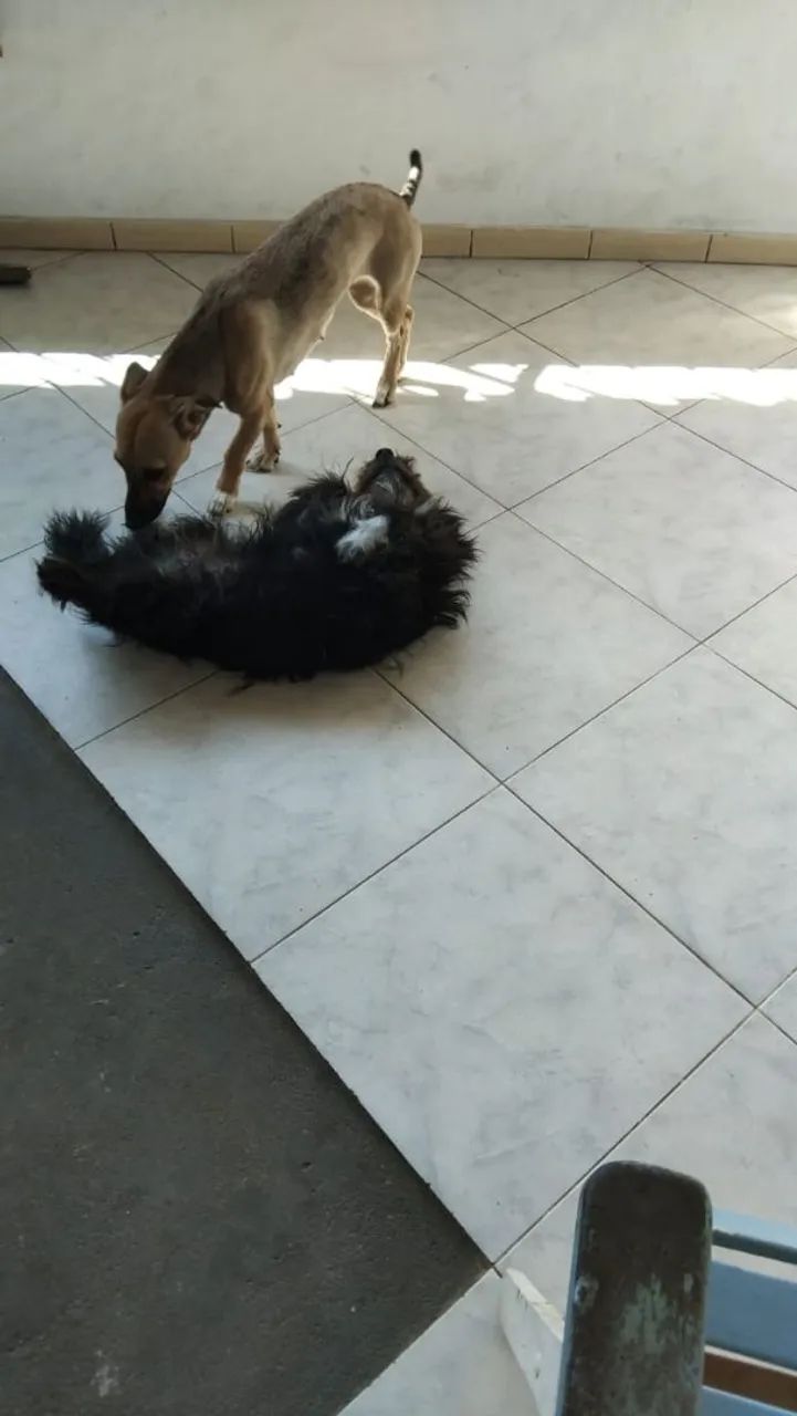 Doação  - Foto 3