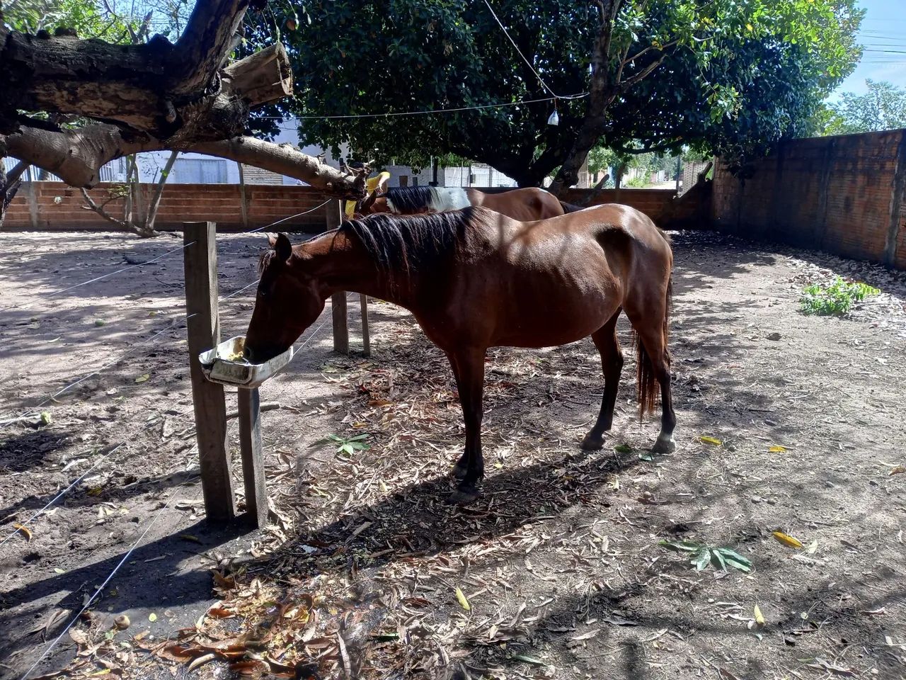 Égua Domada  - Foto 4