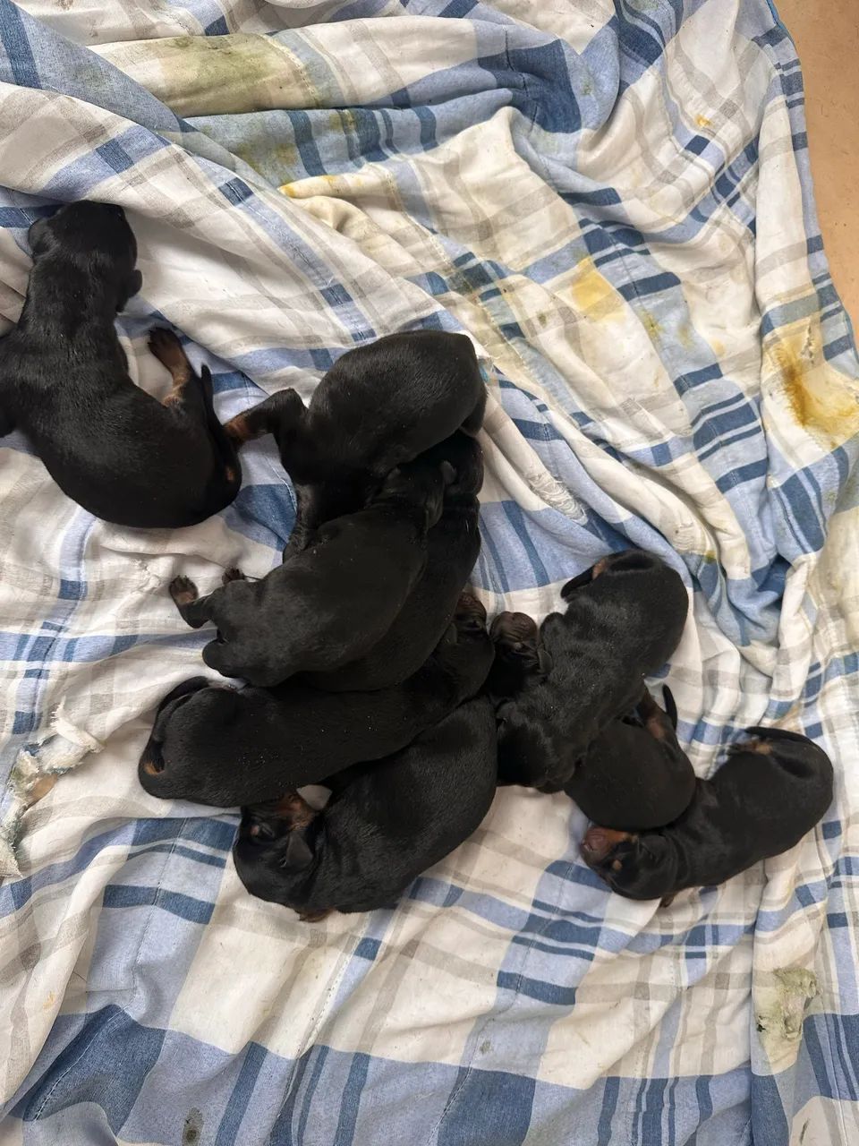 Doberman filhote  - Foto 2