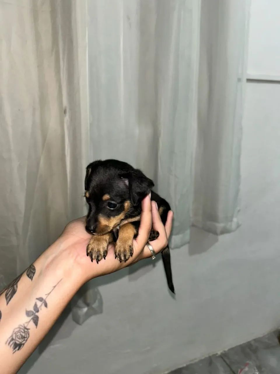 Filhote de pinscher  - Foto 2