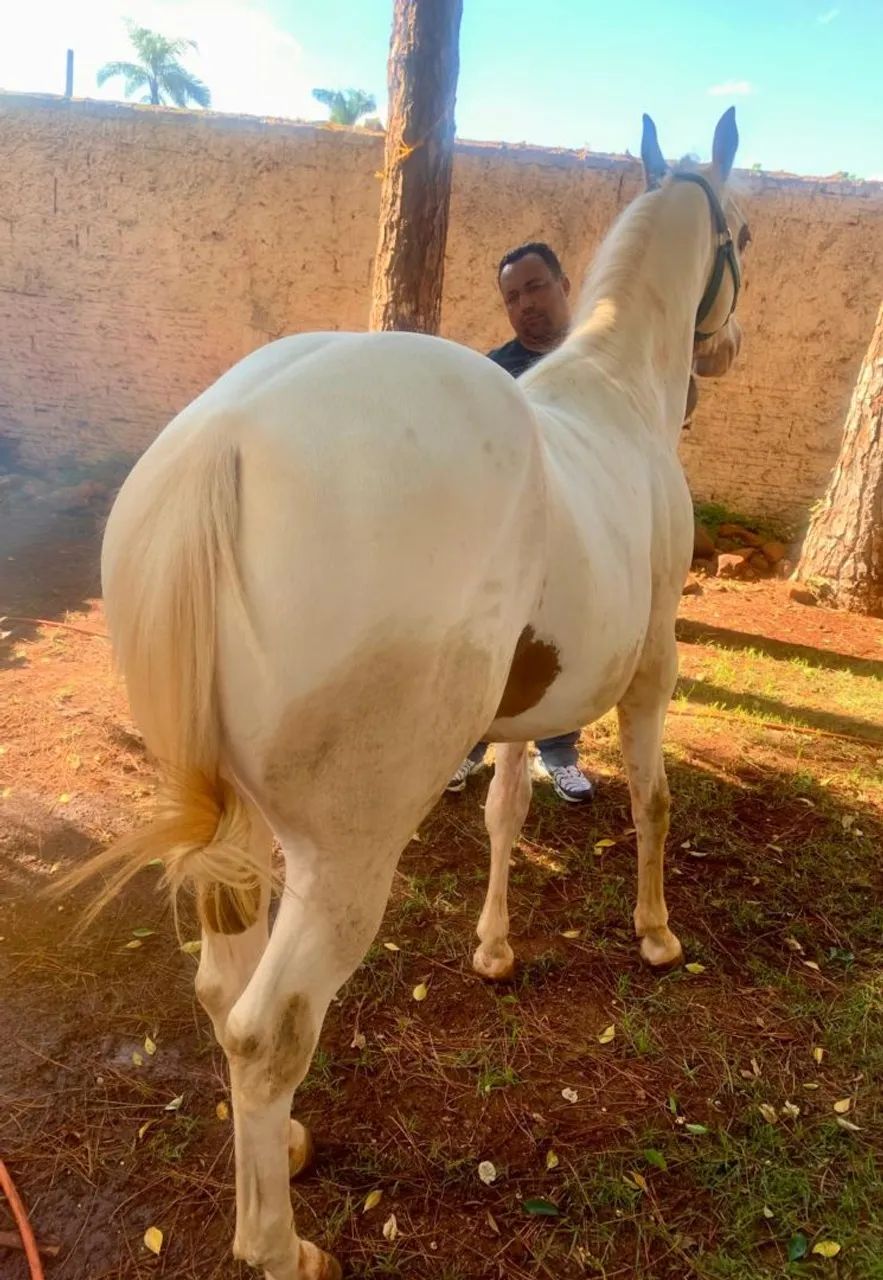 CAVALO POTRO PAINT HORSE REGISTRADO  - Foto 6