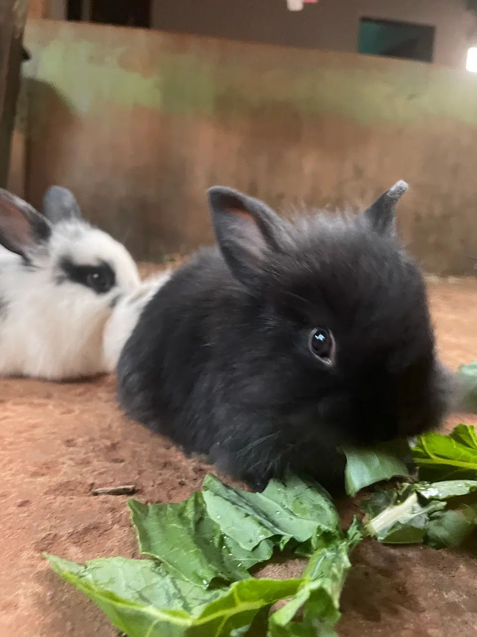 Doação  - Foto 4