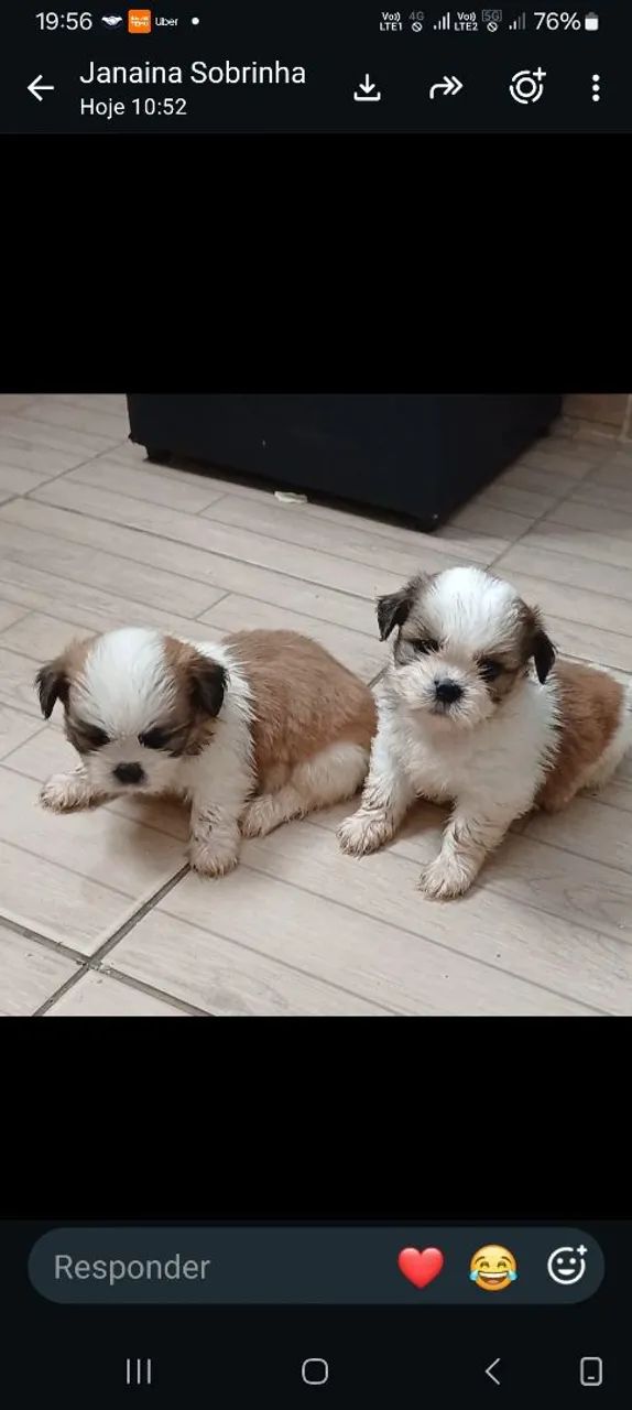 Animais de estimação  - Foto 4