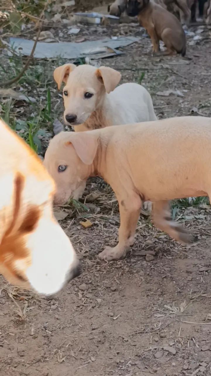 Filhotes de Cães para caca  - Foto 5
