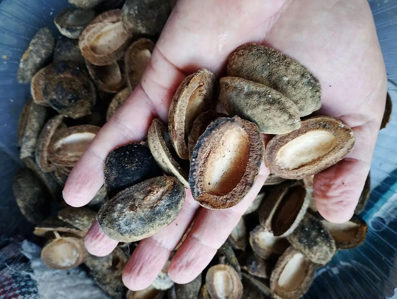 Capsulas de cumaru para artesanato 50 reais o cento
