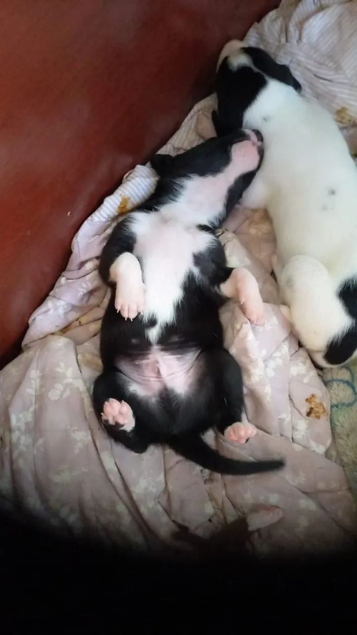 Whippet  - Foto 2