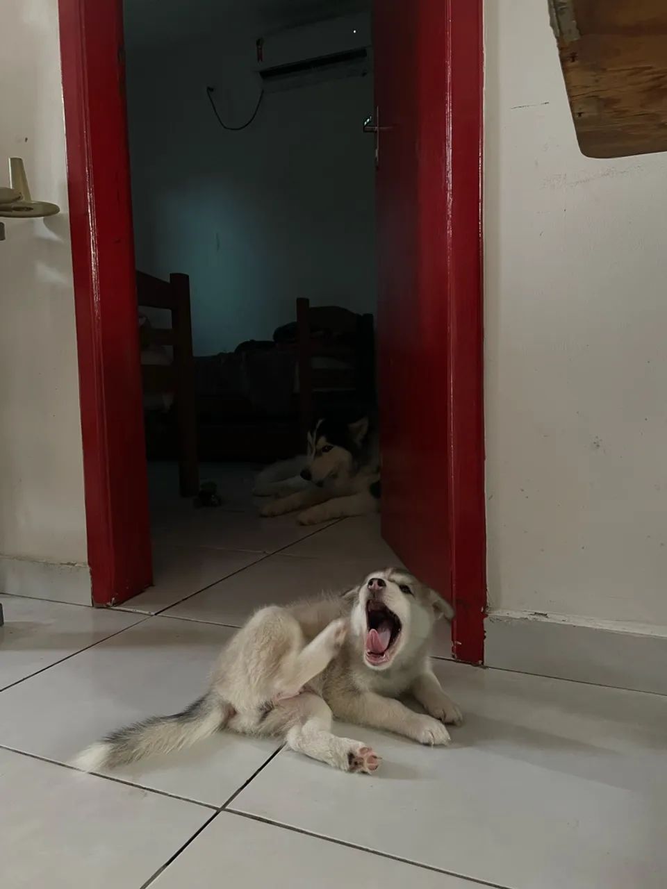 Husky
