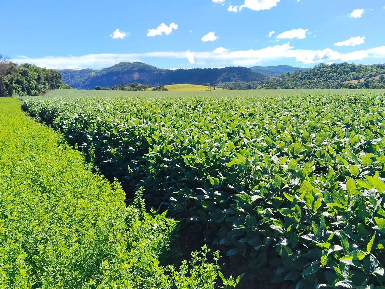 Foto - Cândido de Abreu - 