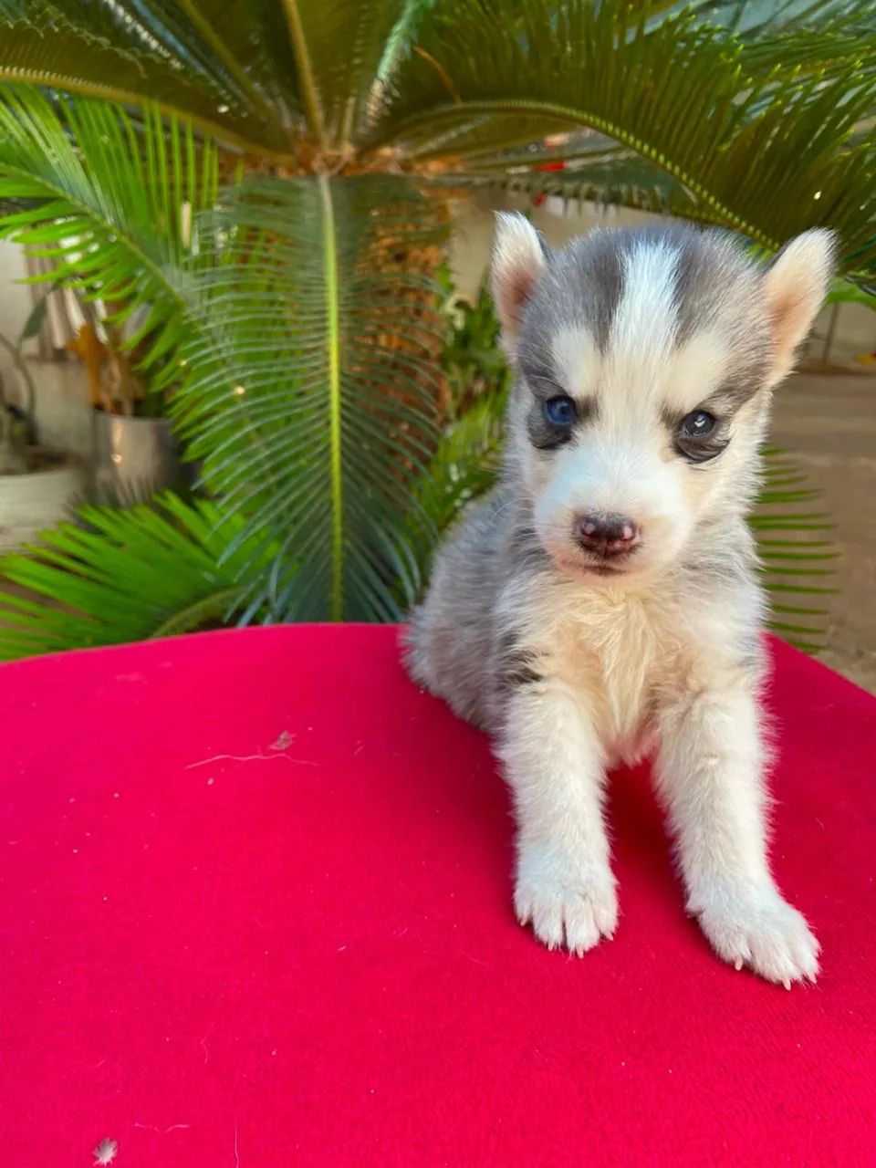 Filhotes de Husky Siberiano  - Foto 5
