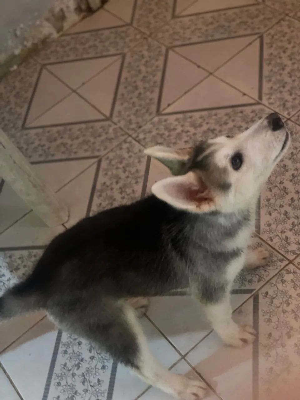 Husky siberiano  - Foto 4