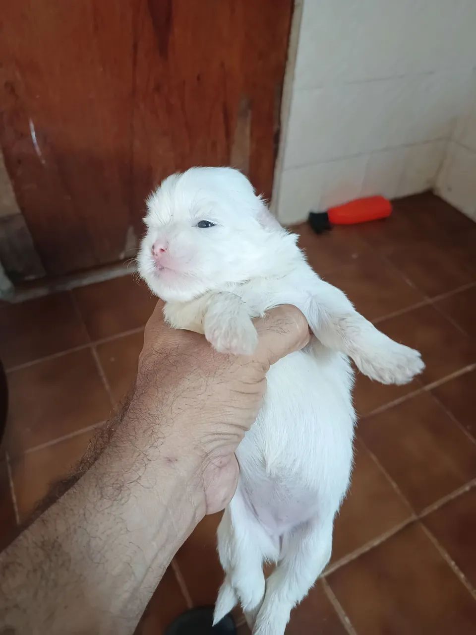 shih Tzu puro  - Foto 2