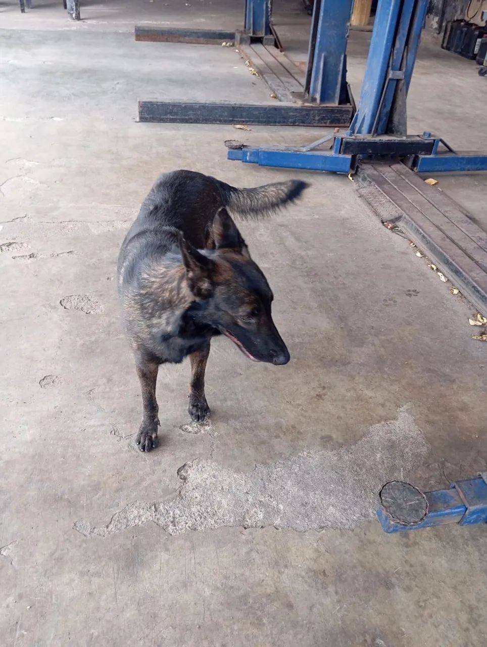 Pastor belga malinois  - Foto 3