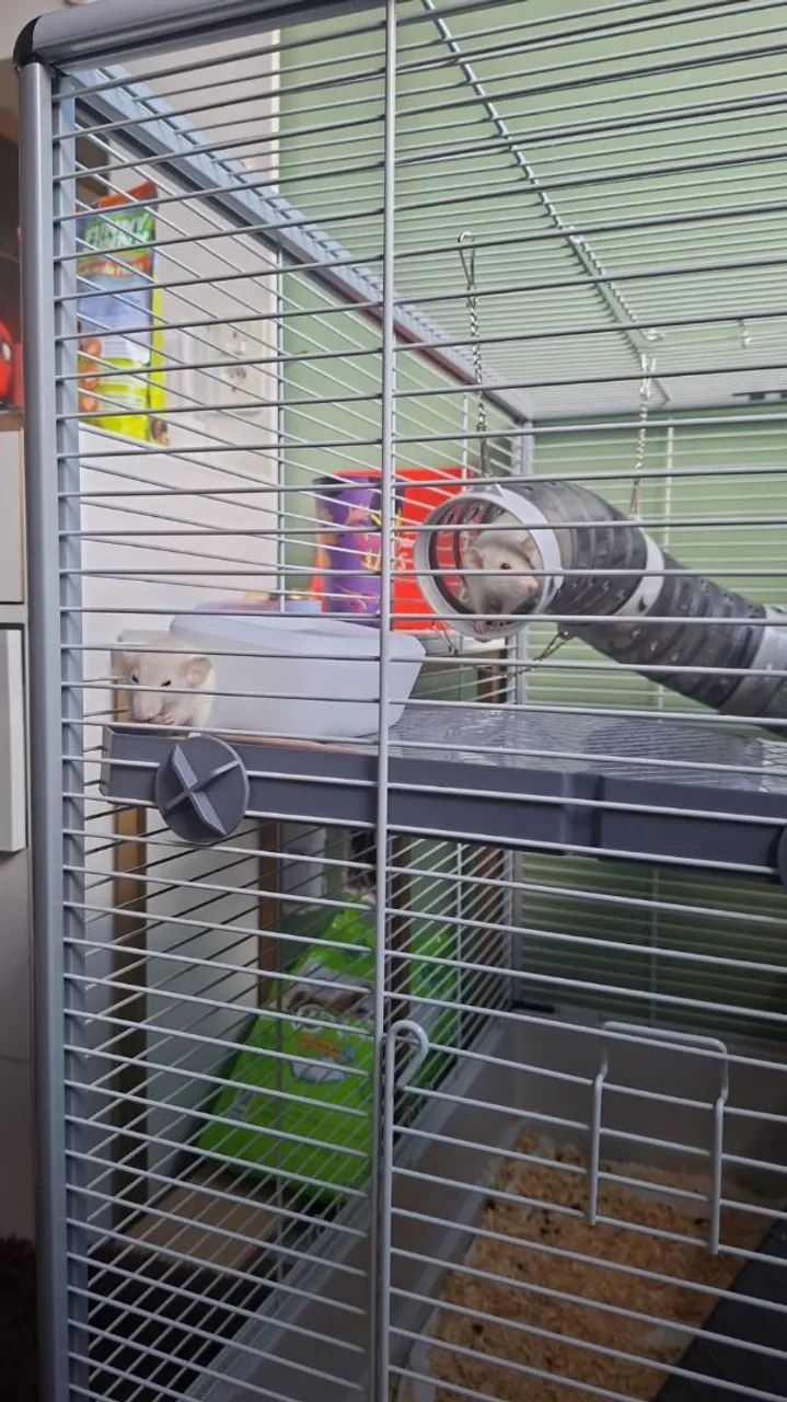 FANCY RAT  - Foto 4