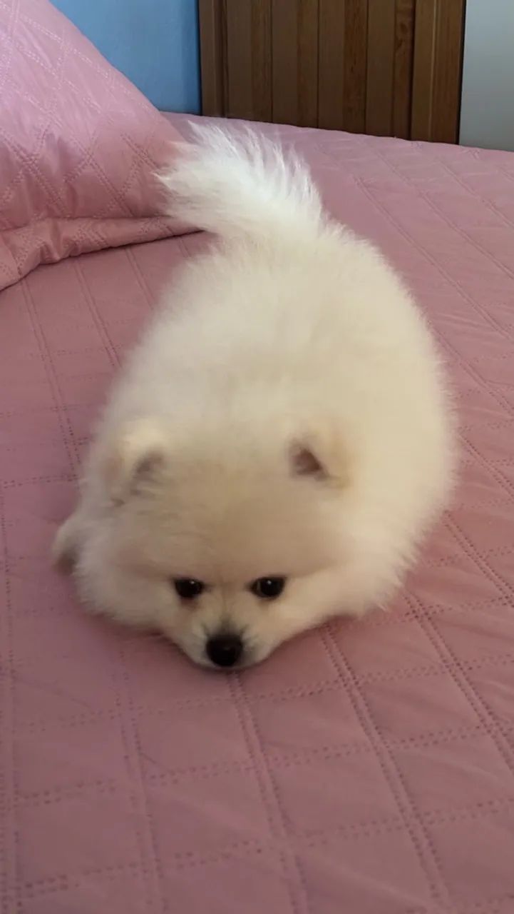 Cachorro  - Foto 2