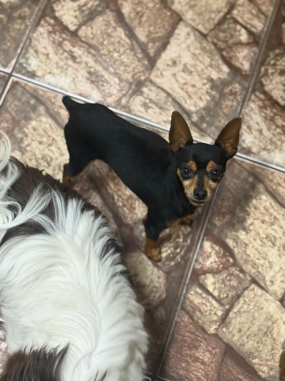 Casal de Pincher  - Foto 4