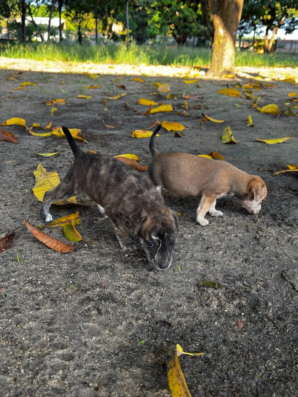 Doa-se cachorro 