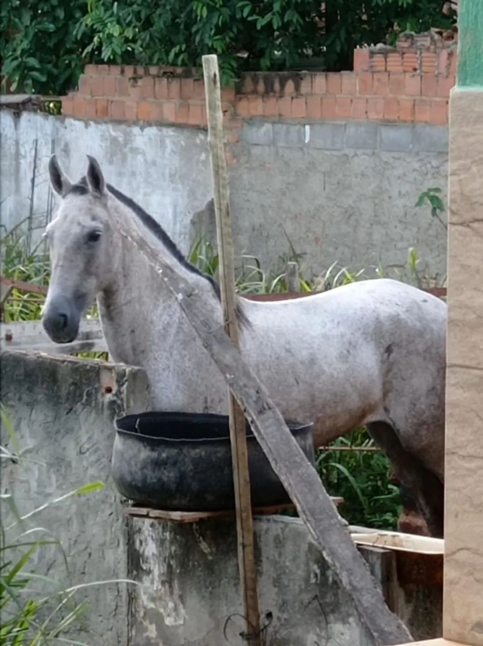 Potra mangalarga machado 