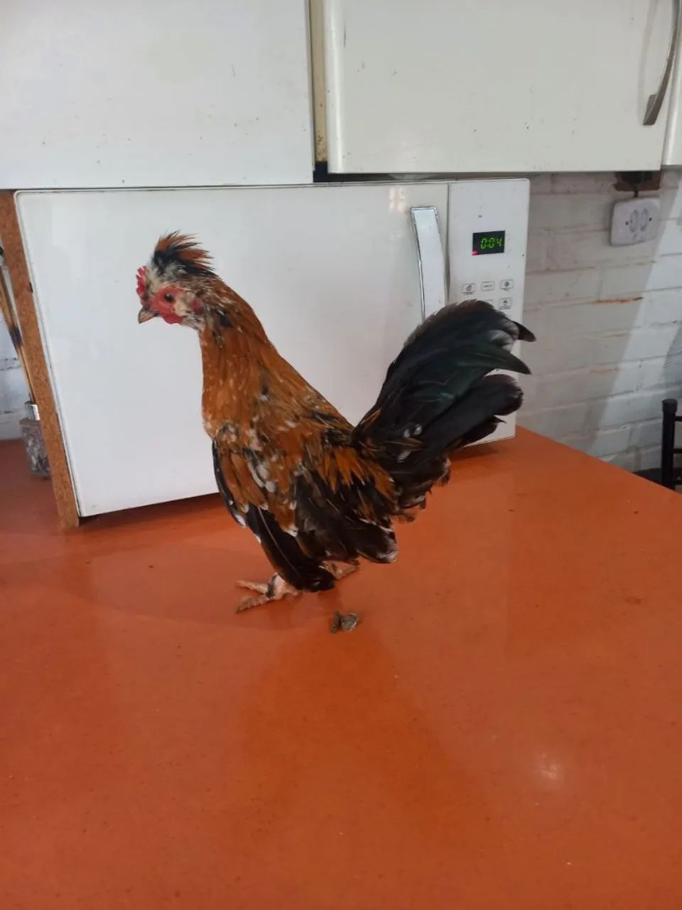 Garnizé mil Flôres 