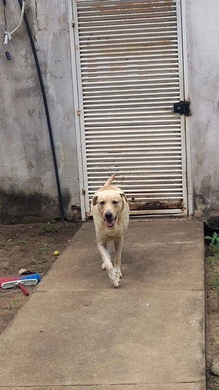 Procura-se namorada para meu Labrador  - Foto 2