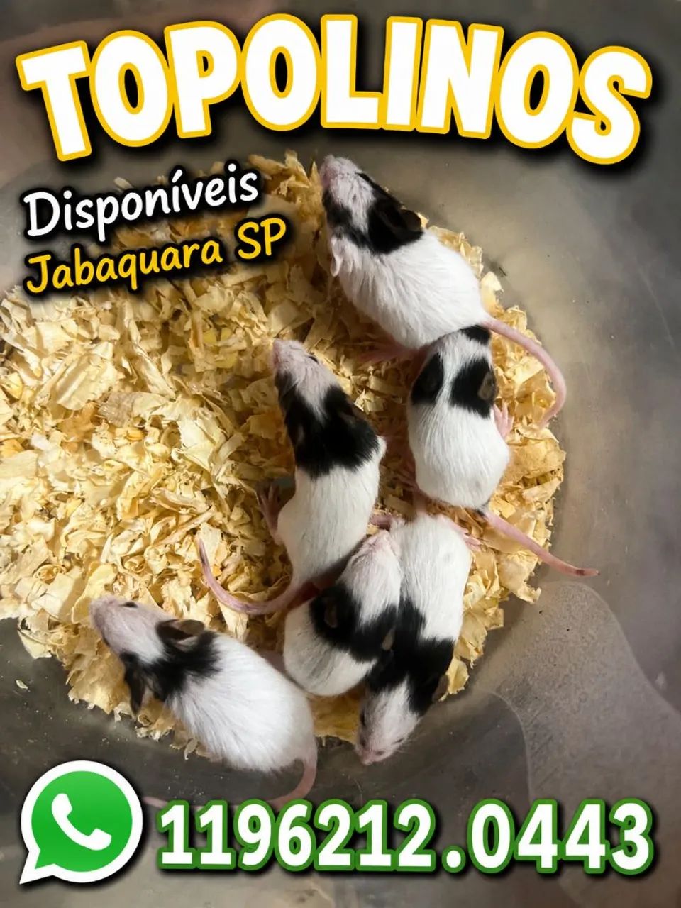 Topolino  - Foto 2