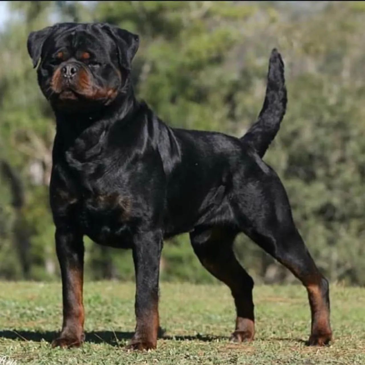 Filhotes de Rottweiler  - Foto 2