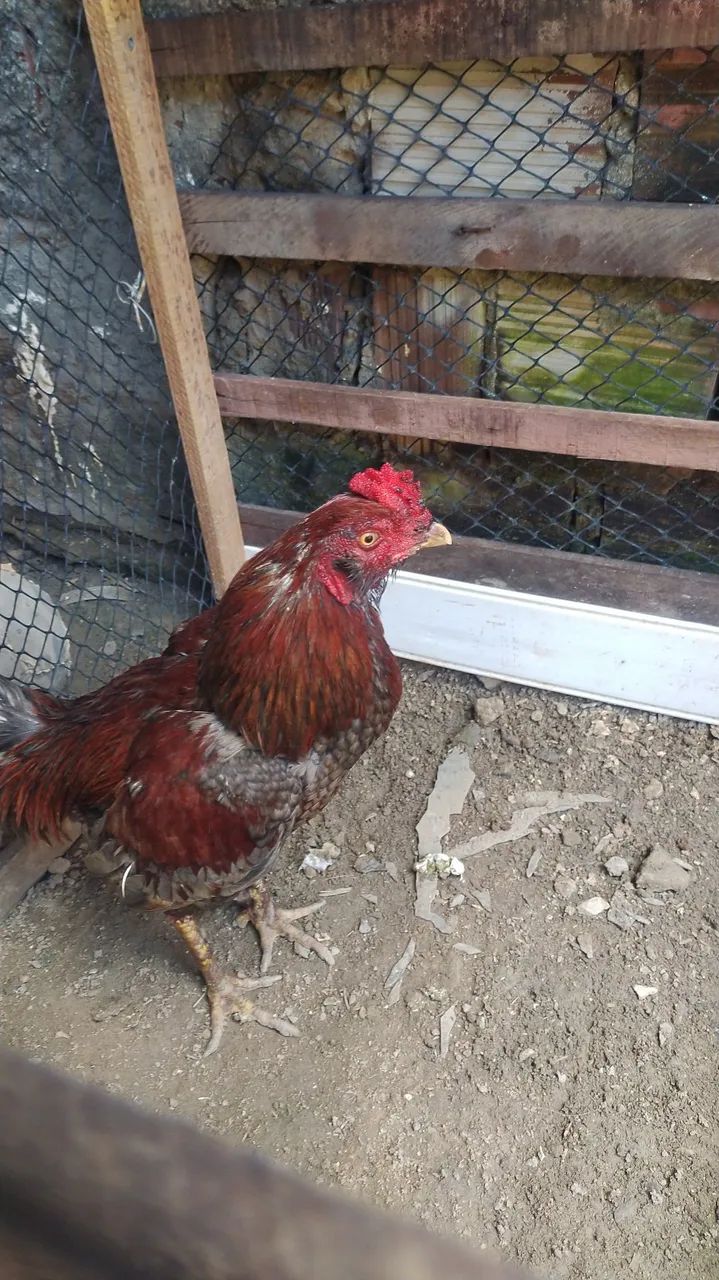 Vendo Galo de raça  - Foto 3