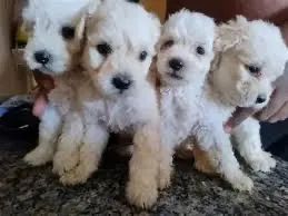 Filhotes poodle