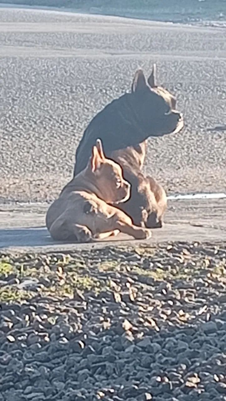 Cachorrinha Buldogue francês 