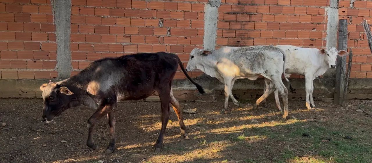 3 Bezerras (Anápolis) - Foto 4