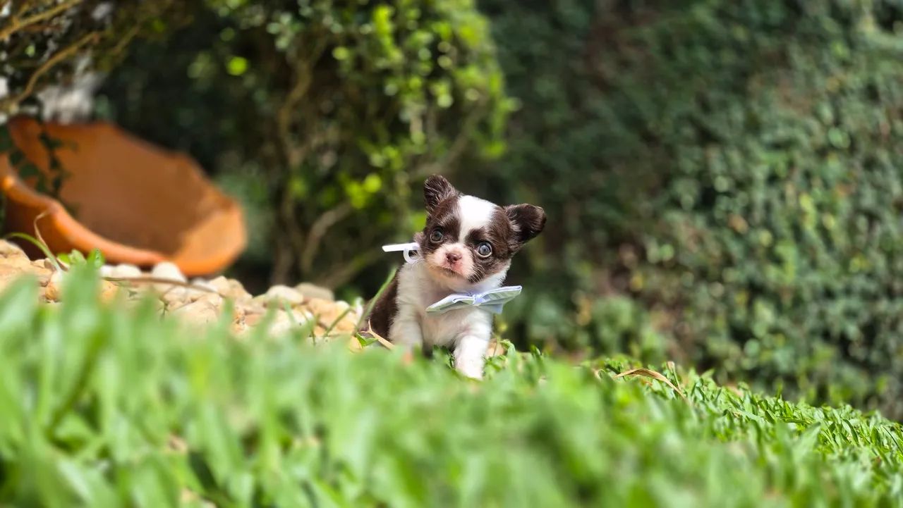 Chihuahua MACHO CHOCOLATE e branco pêlo longo  - Foto 4