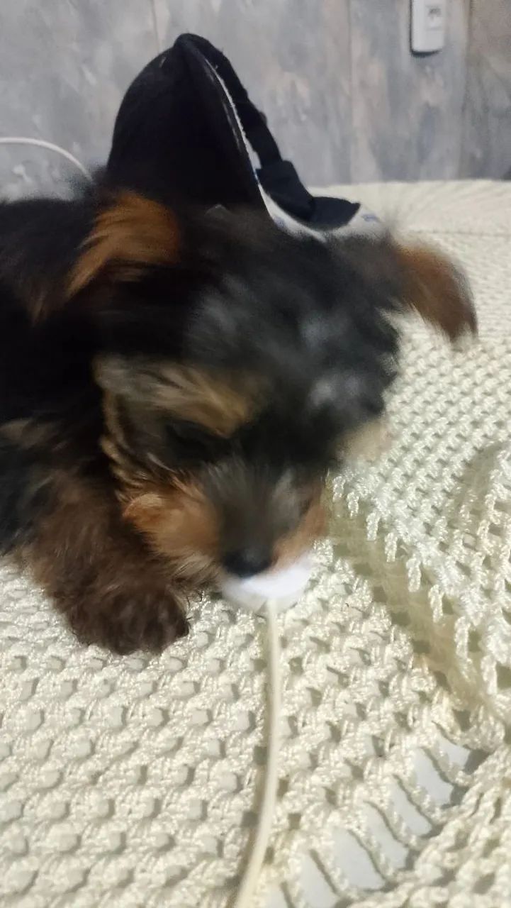 Cachorra yorkshire terrier 0 - Foto 2