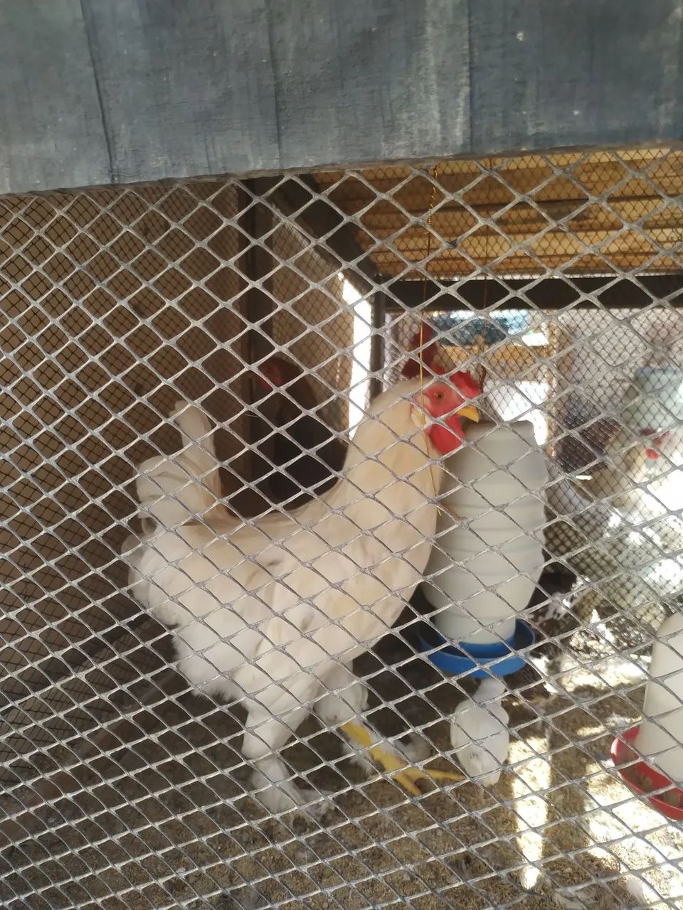 Frango da raça Brahma Branco - Foto 2