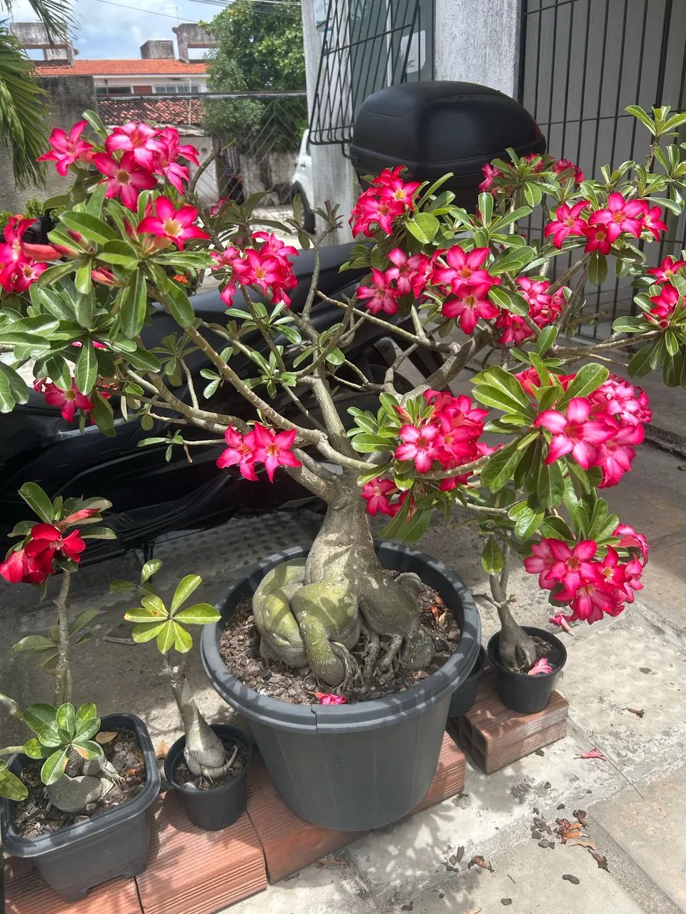Rosas do Deserto com +10 anos - Foto 2