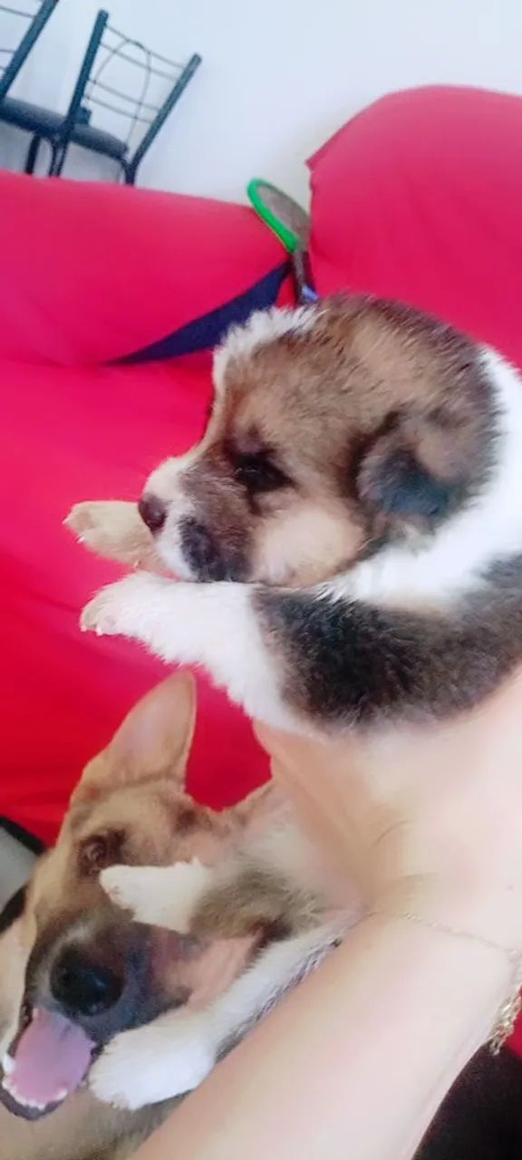 Filhotes de pastor alemão 