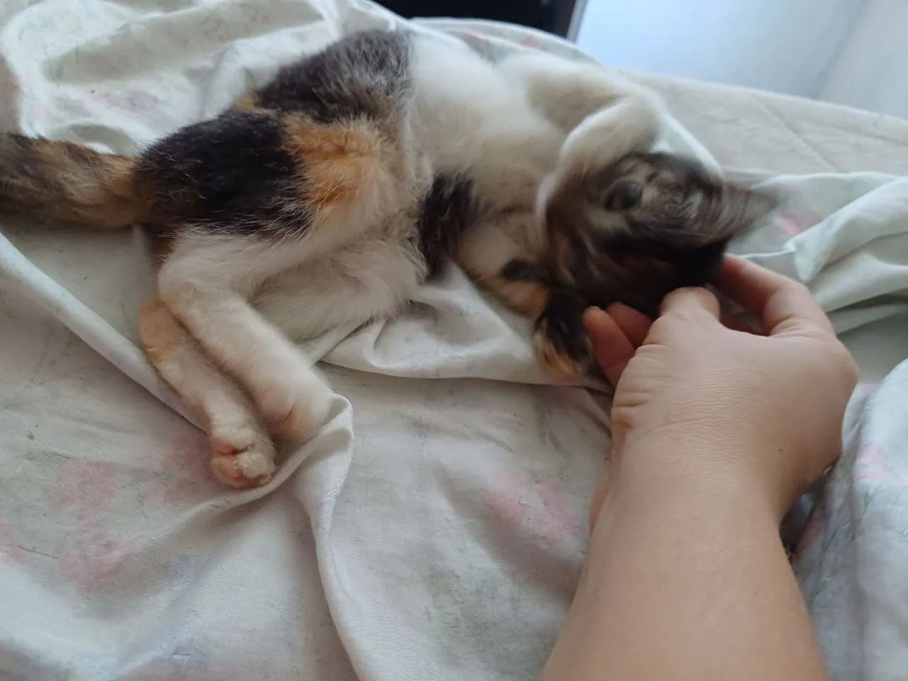 Gatos para adoção  - Foto 5