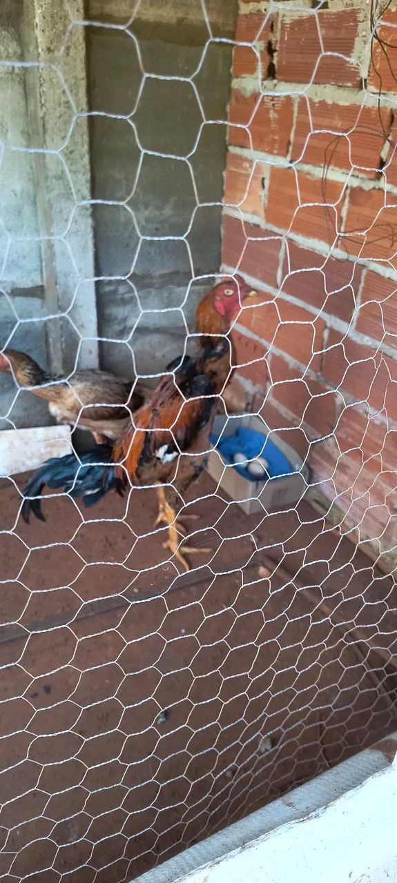 Frangos grande para abate ou criação  - Foto 2