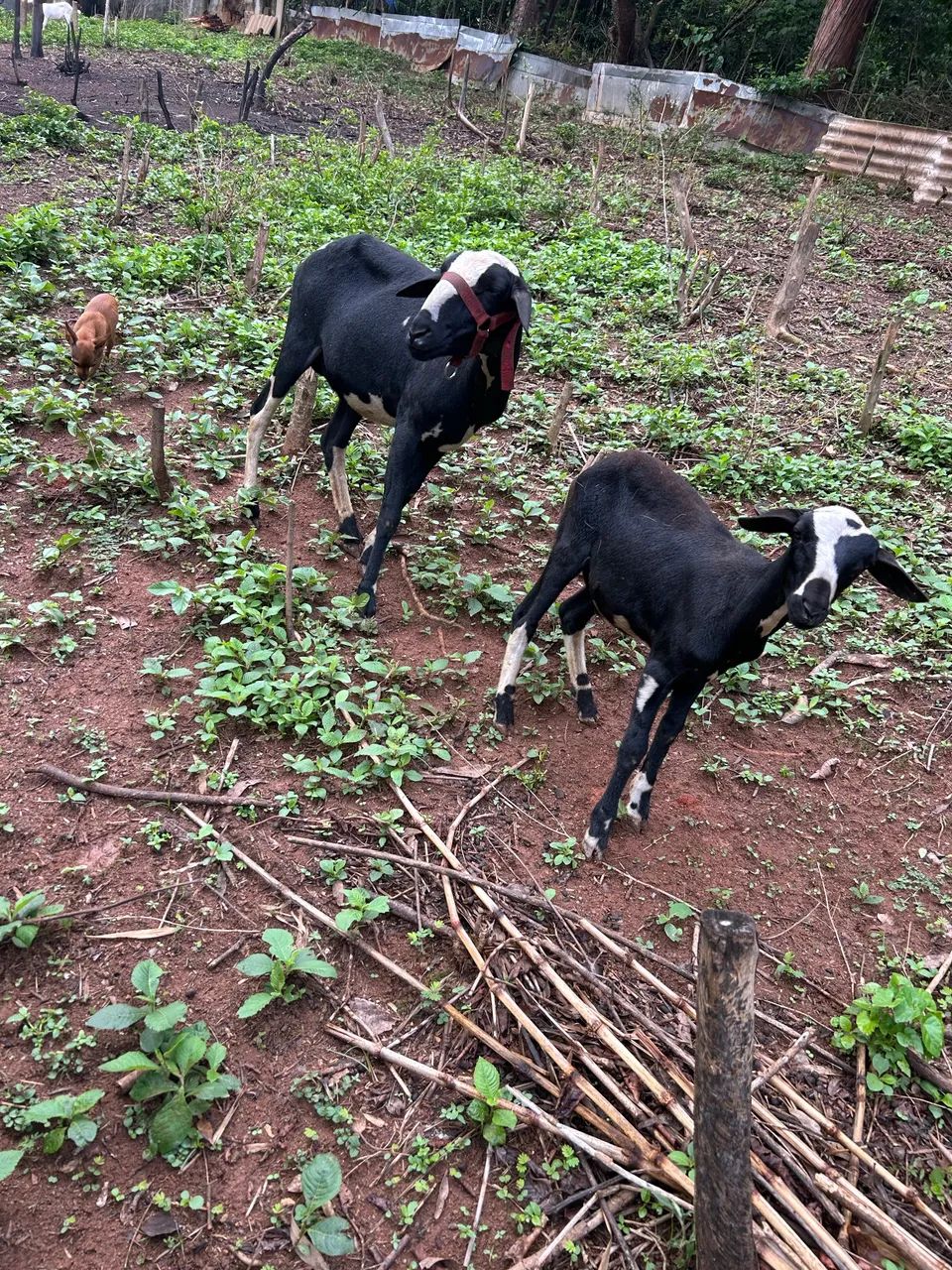 Vendo burrega santa Inês com filhote  - Foto 4