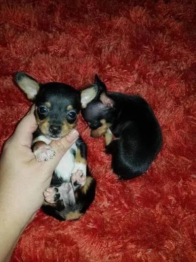 Pinscher zero  pulando pela casa 