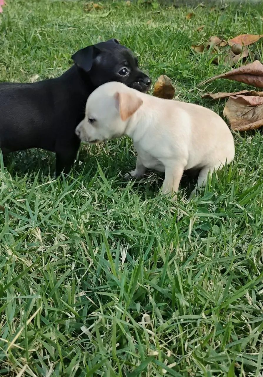 FEMEAS Pinscher 1