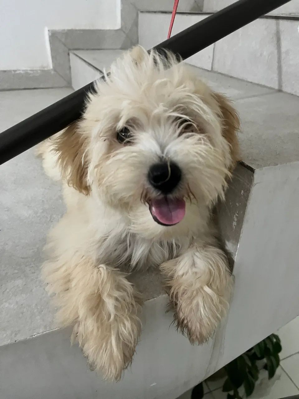 a doação de cachorro  - Foto 4