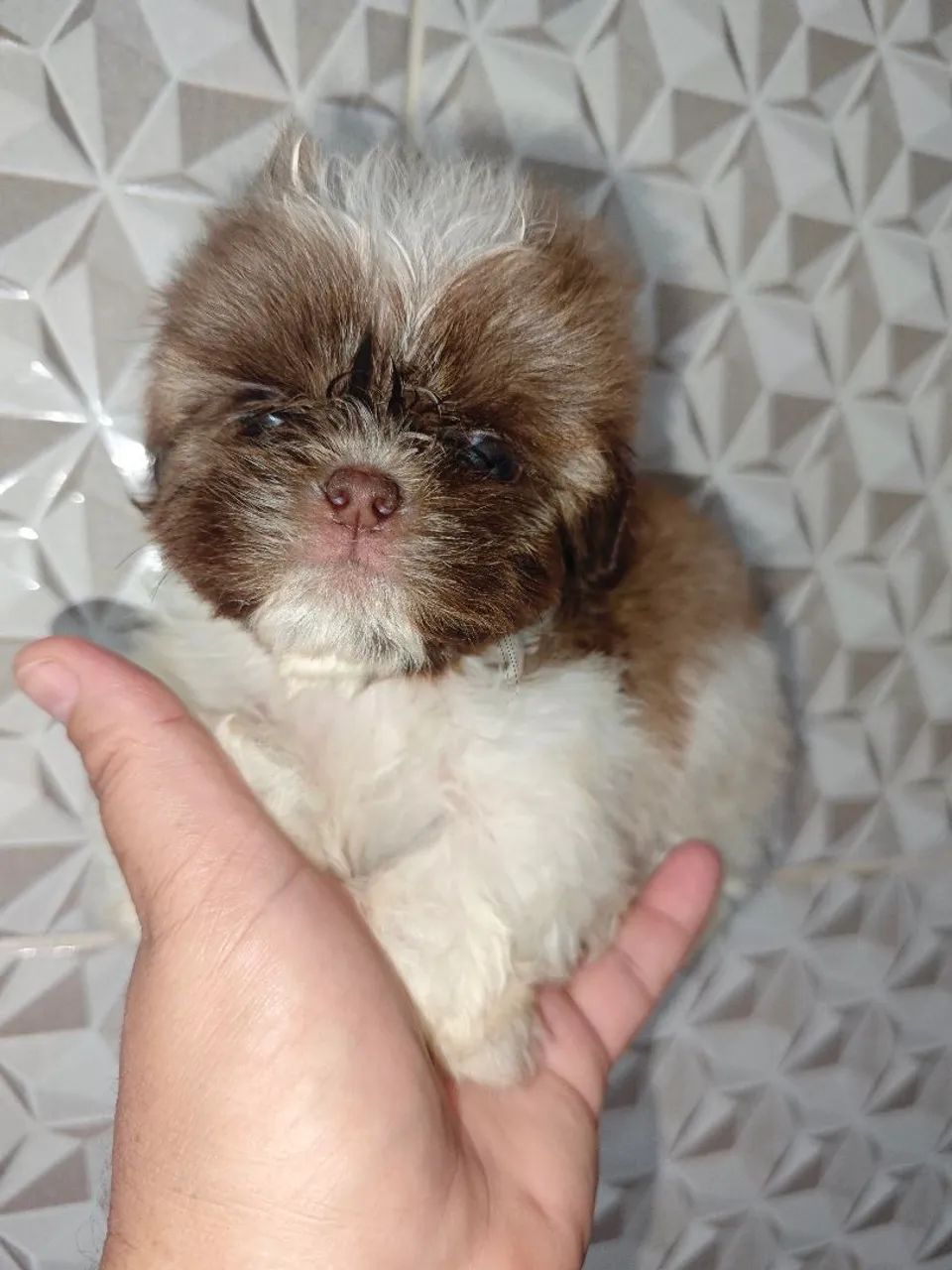 Filhotes micros de Shitzu machos disponíveis  - Foto 5