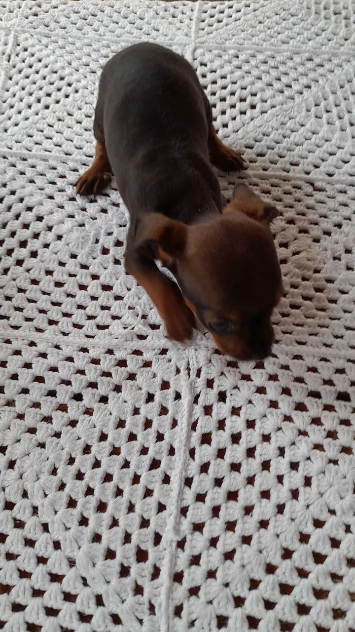 Filhotes de pinscher  - Foto 4