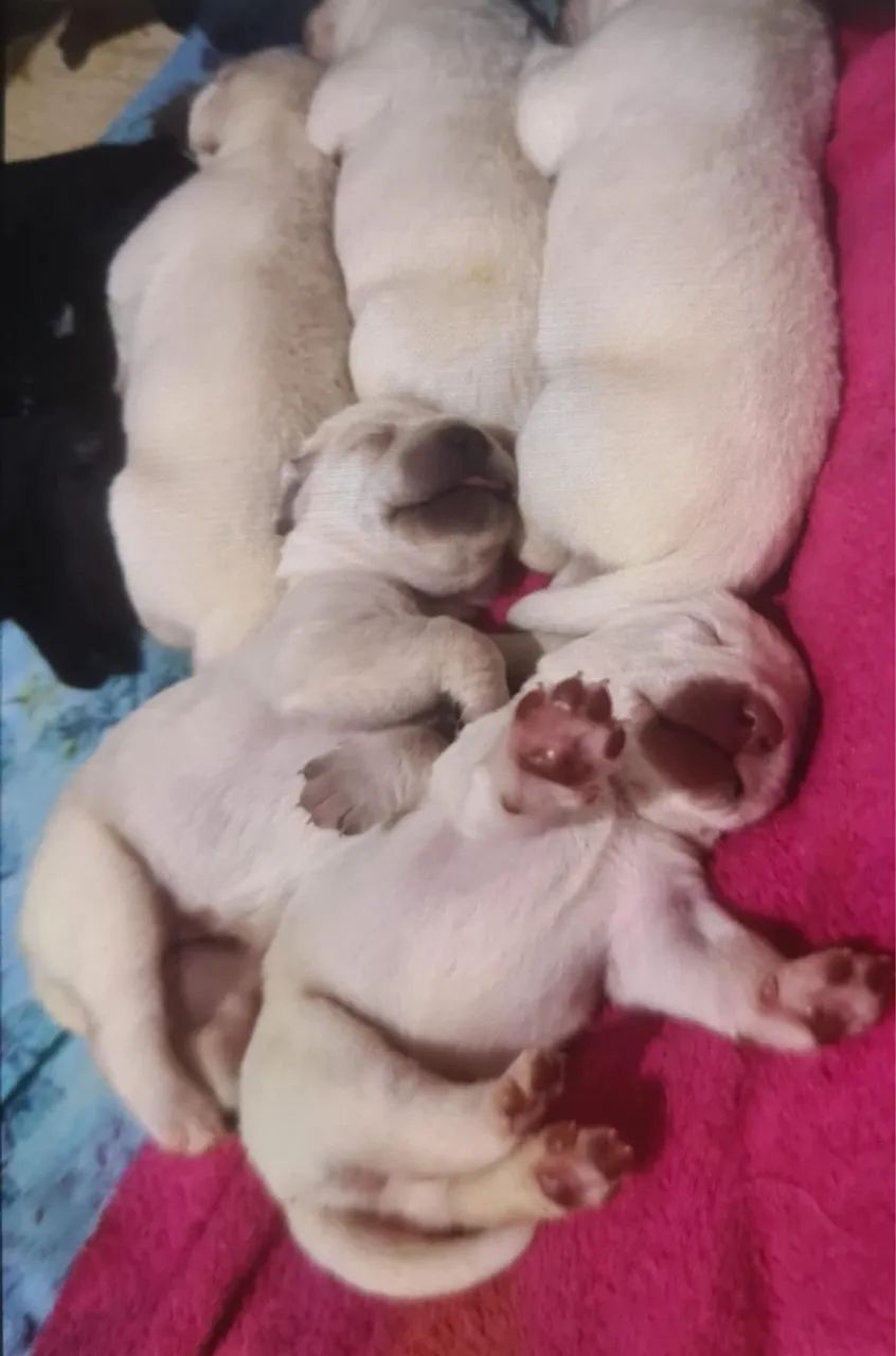 Vendo filhotes de labrador puros - Foto 3