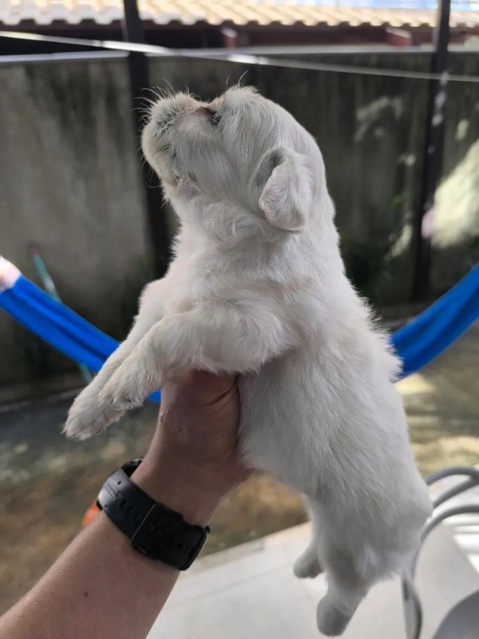 Lhasa Apso filhotes  - Foto 3