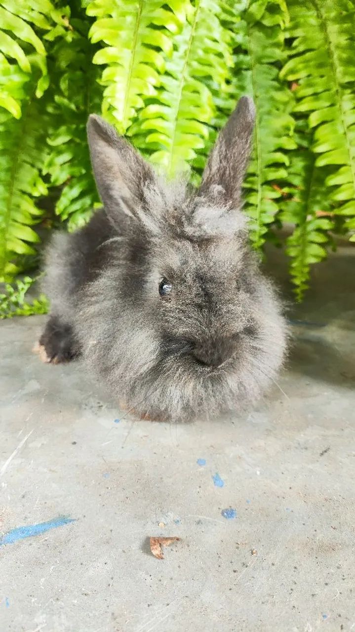 Coelhos Lion Head mansos  - Foto 2