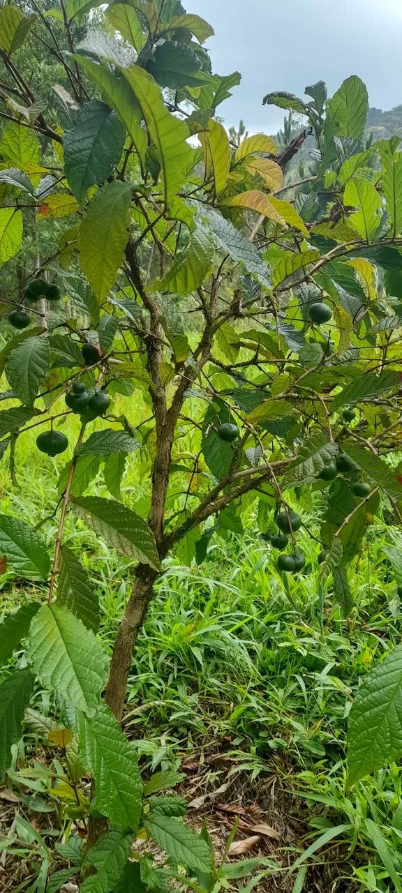 Vendo sítio em águas mornas  - Foto 5