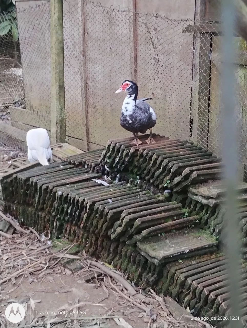 Patos e patas  - Foto 5
