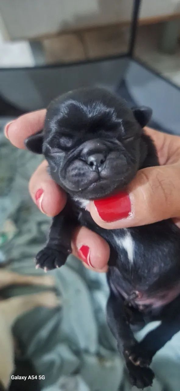 Filhotes pug - Foto 4