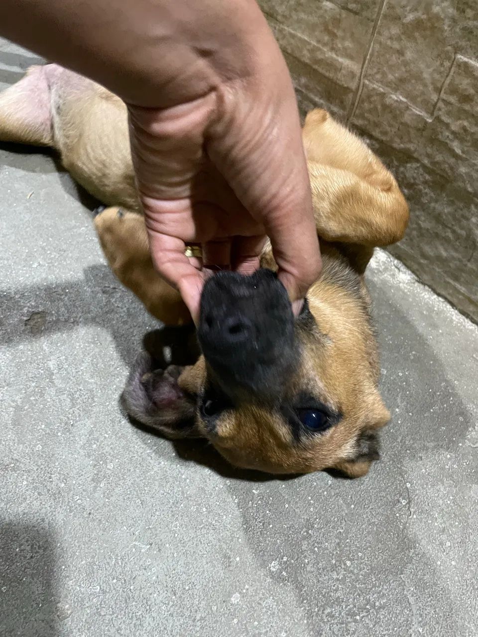 Cachorra vira-lata 6 meses - Foto 3